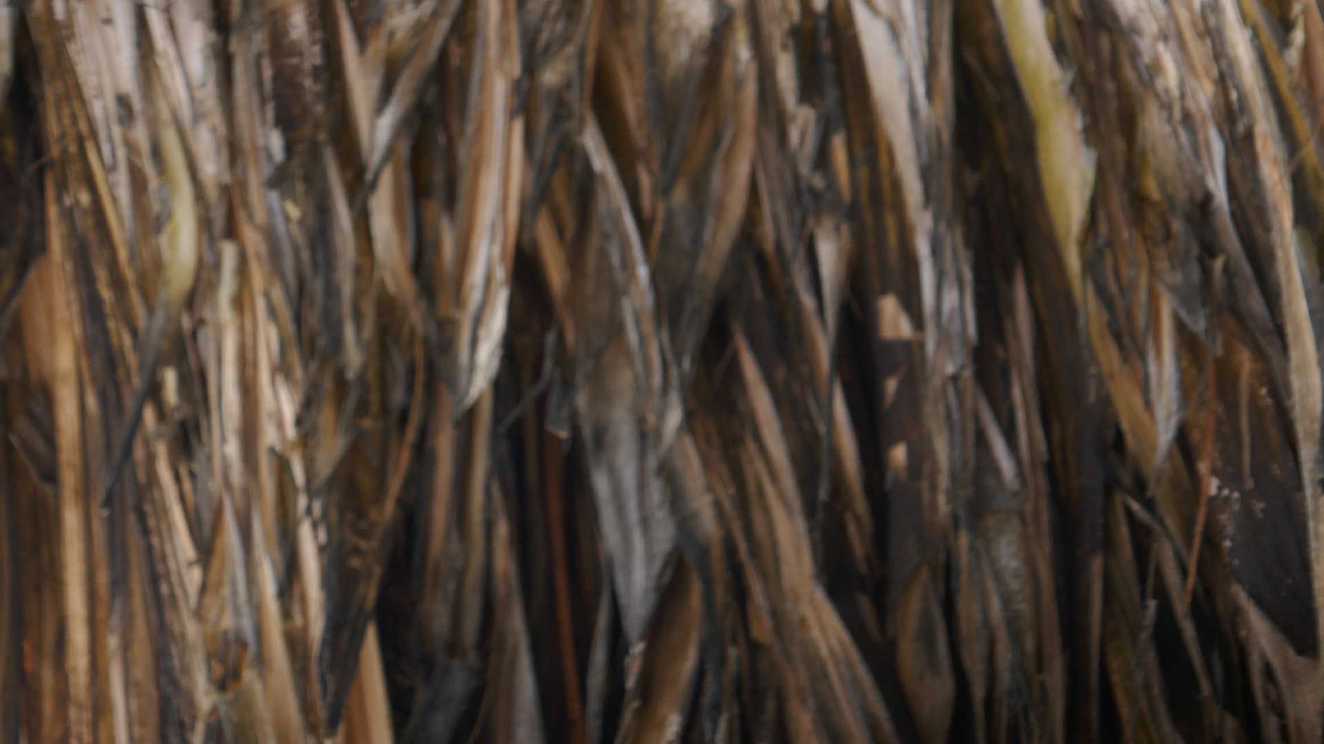 2022-10-29 13 Uhr 27 Playa Kalki (Foto, Video)